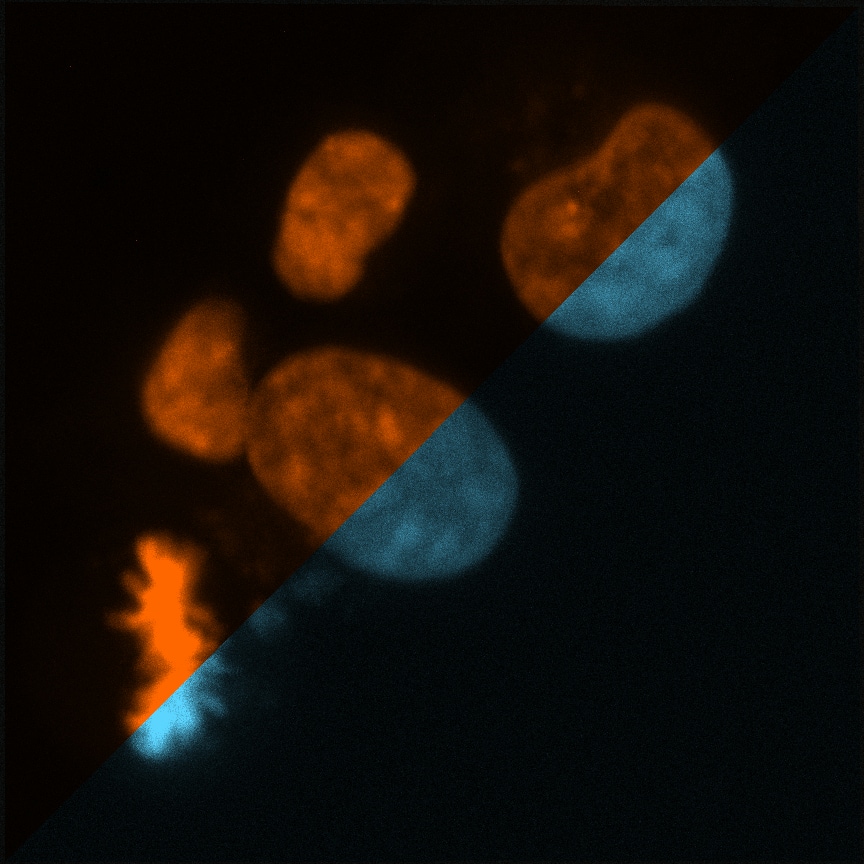 Ready-to-use fluorescent nuclear stain for live cell imaging, cell toxicity, viability and morphology of 2D and 3D cell cultures